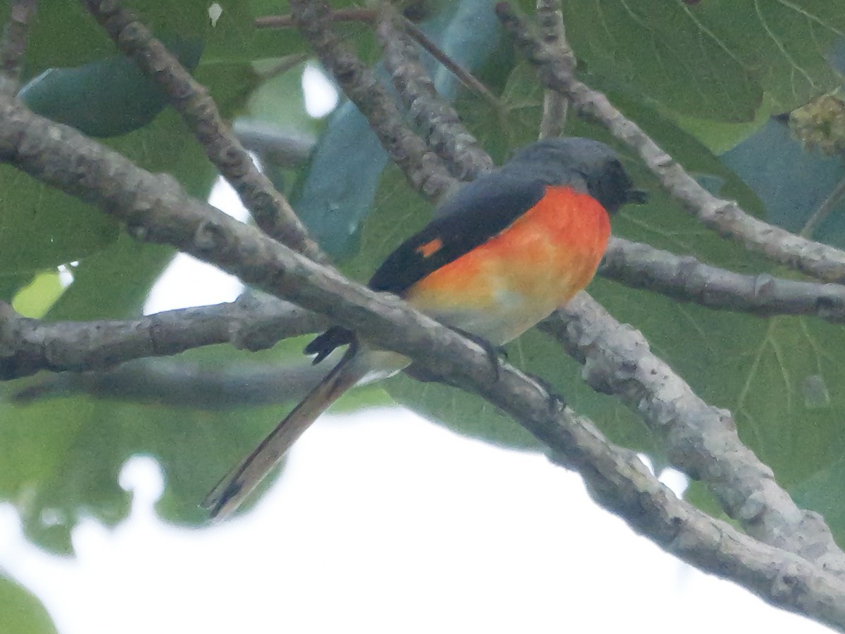 Zwergmennigvogel - ML647413475