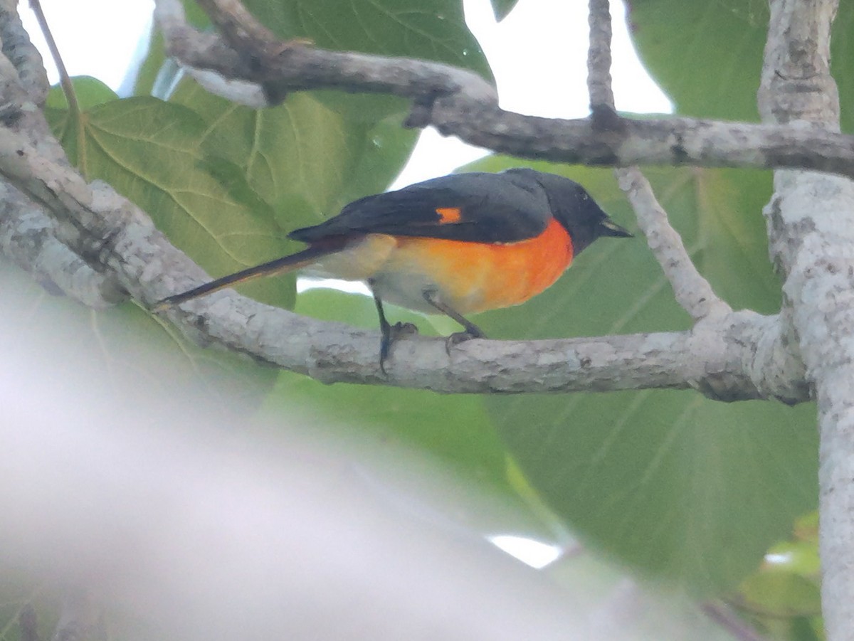 Zwergmennigvogel - ML647413476