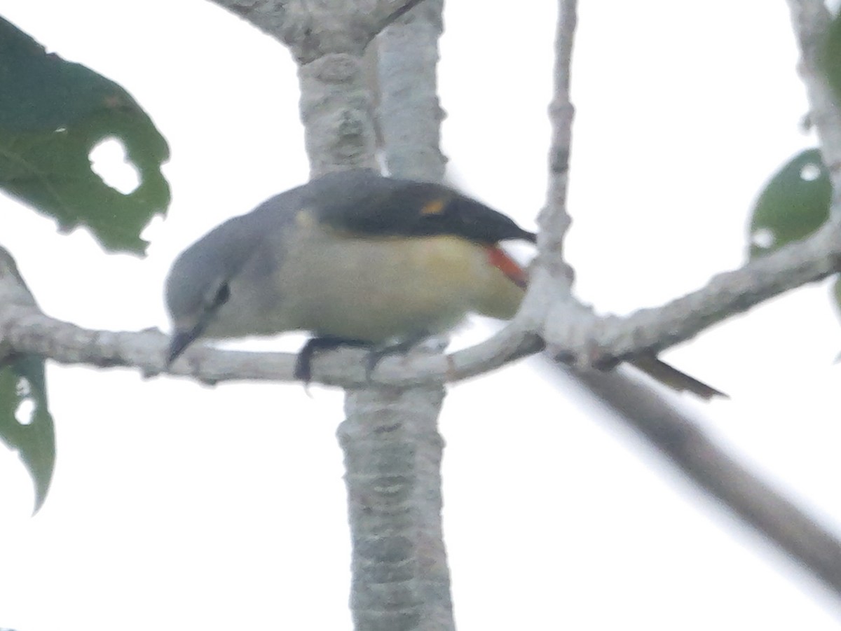 Zwergmennigvogel - ML647413478