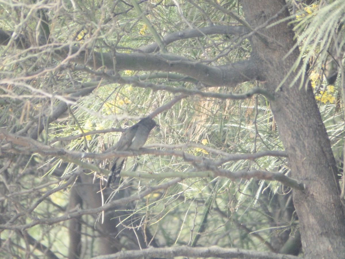 Gray-bellied Cuckoo - ML647413482