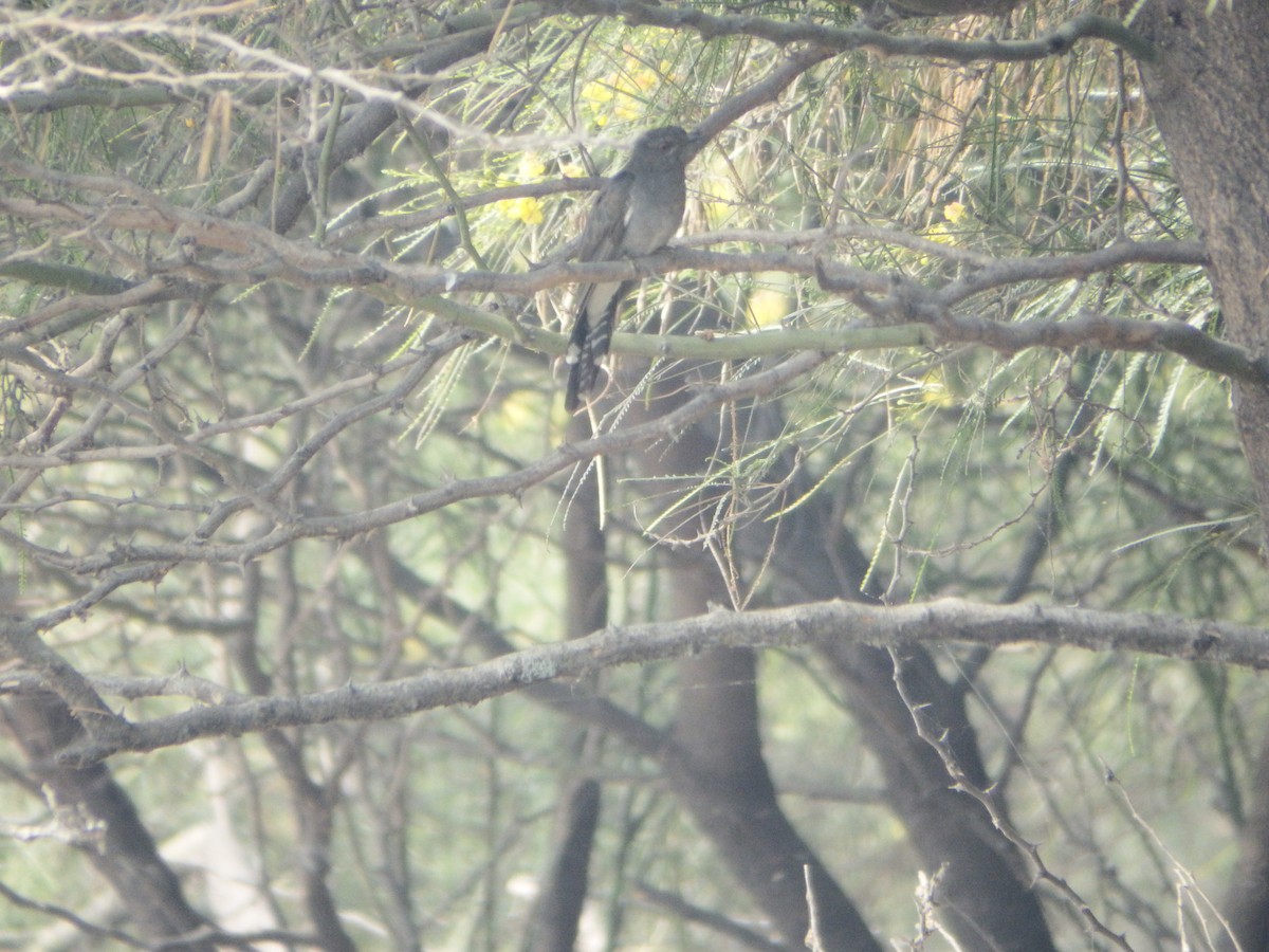 Gray-bellied Cuckoo - ML647413483