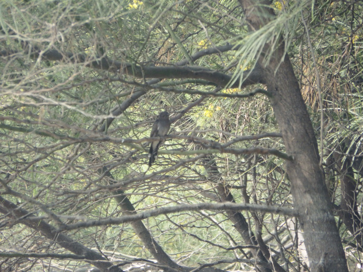 Gray-bellied Cuckoo - ML647413484