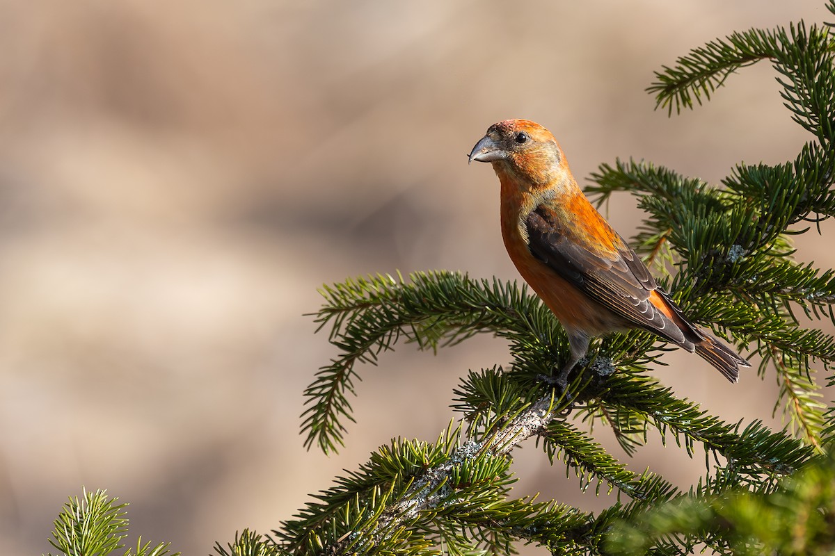 צלוב-מקור אדום - ML647413485