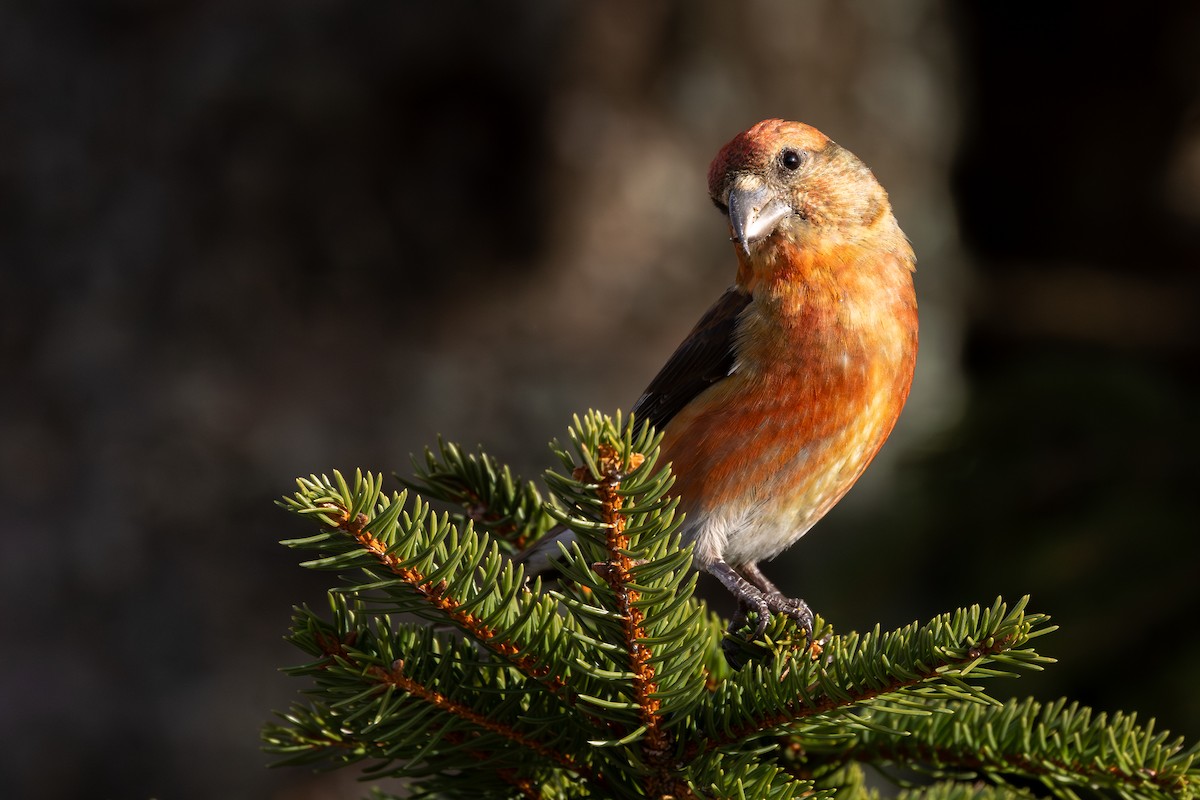 צלוב-מקור אדום - ML647413486
