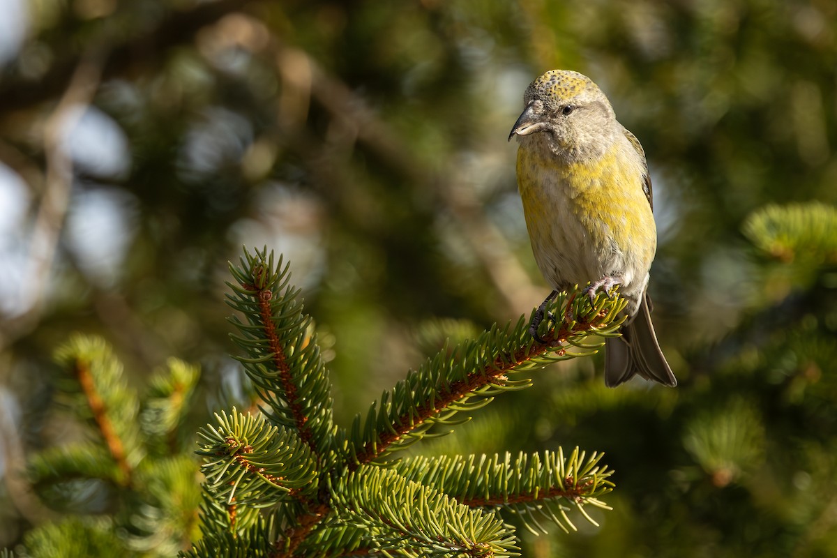 צלוב-מקור אדום - ML647413487