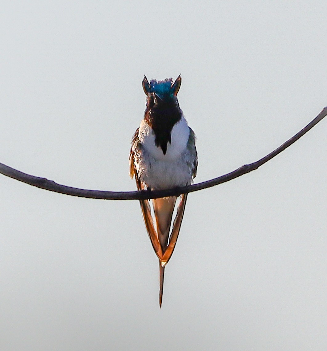 Horned Sungem - ML647413522