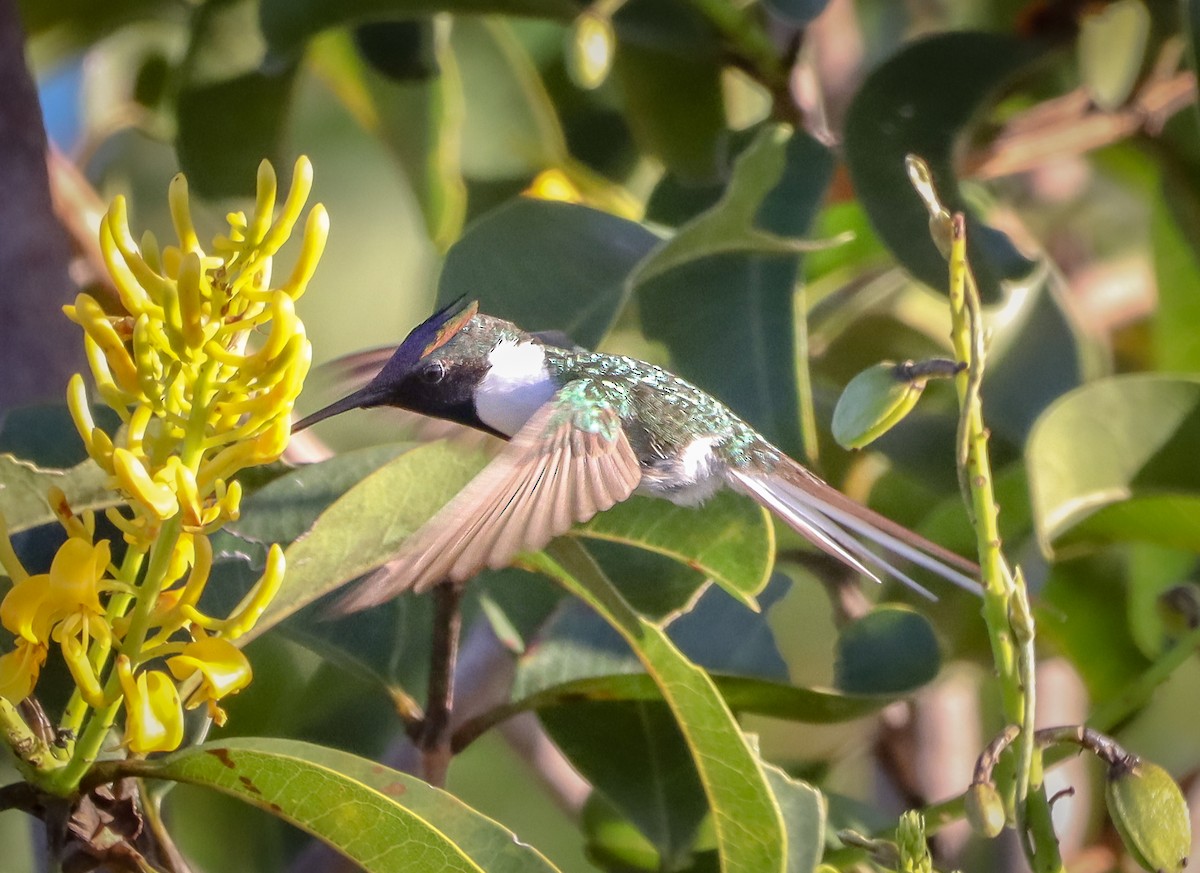 Horned Sungem - ML647413523