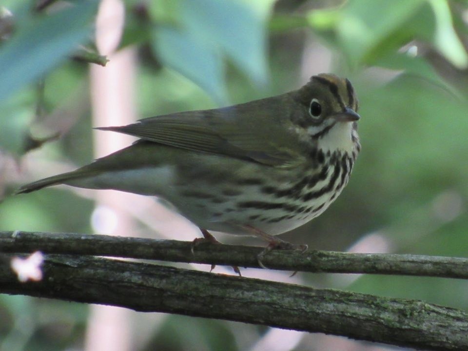Ovenbird - ML647413534