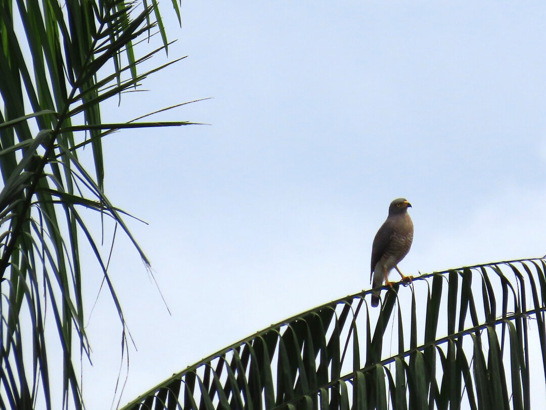 Roadside Hawk - ML647413536