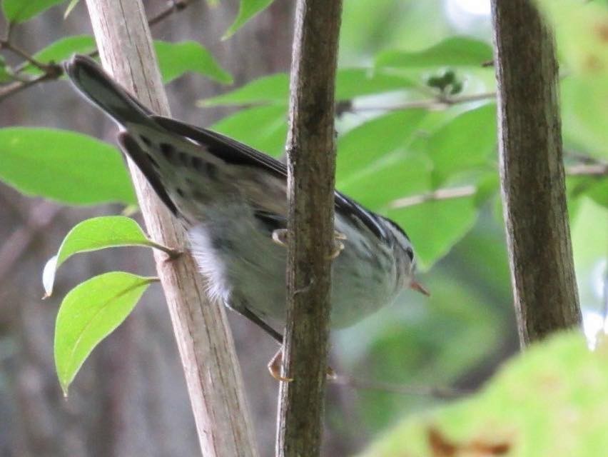 Black-and-white Warbler - ML647413537