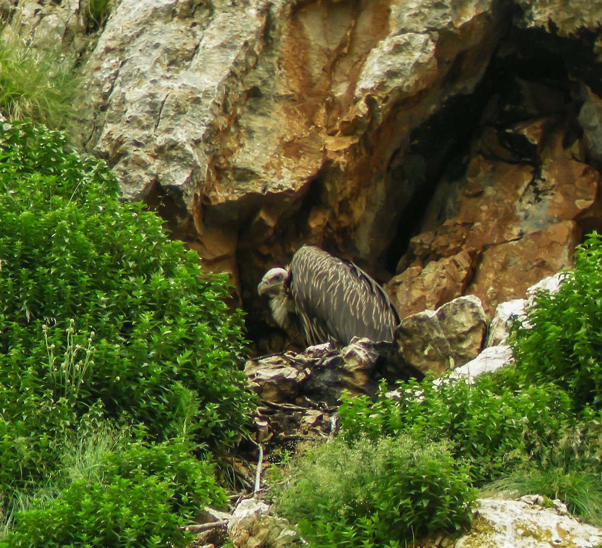 Vautour de l'Himalaya - ML647413550