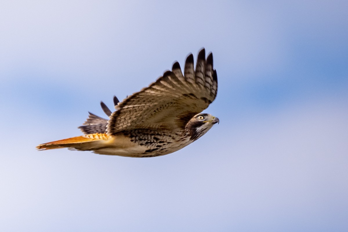 Red-tailed Hawk - ML647413551
