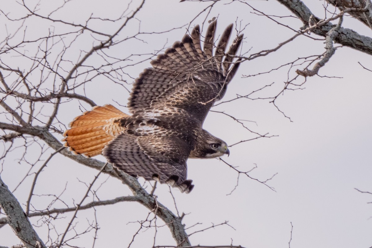 Red-tailed Hawk - ML647413552