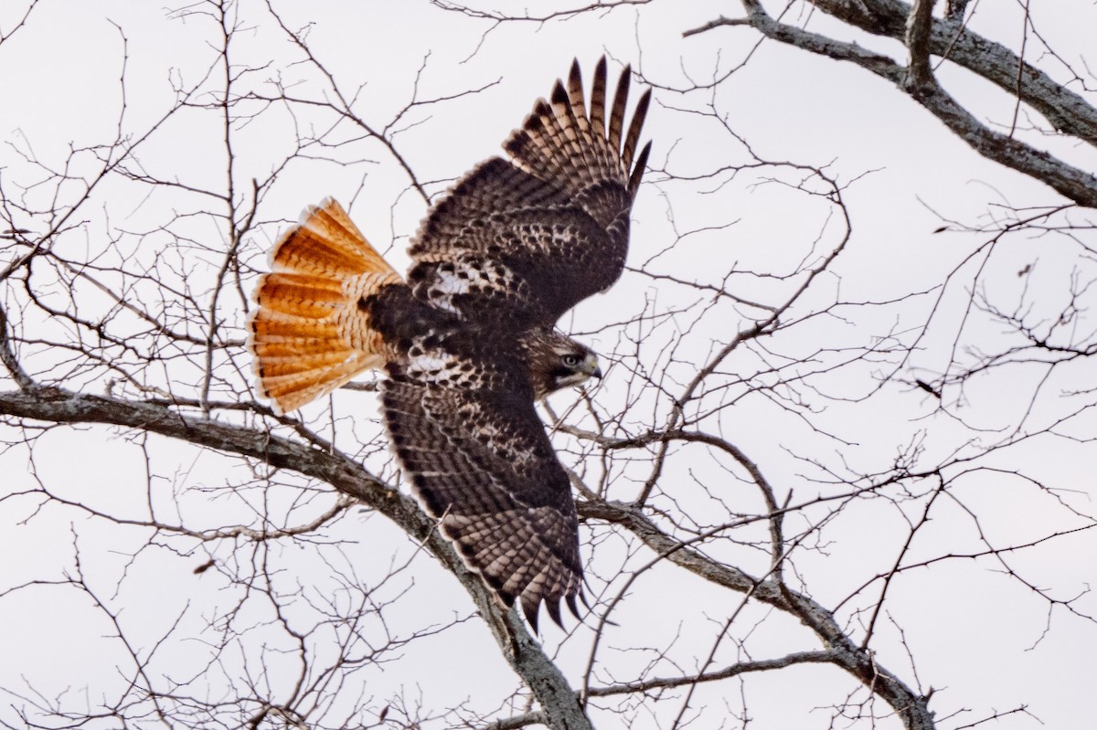 Red-tailed Hawk - ML647413553