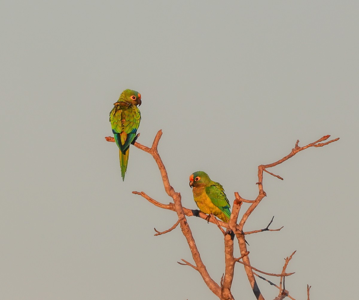 Peach-fronted Parakeet - ML647413557