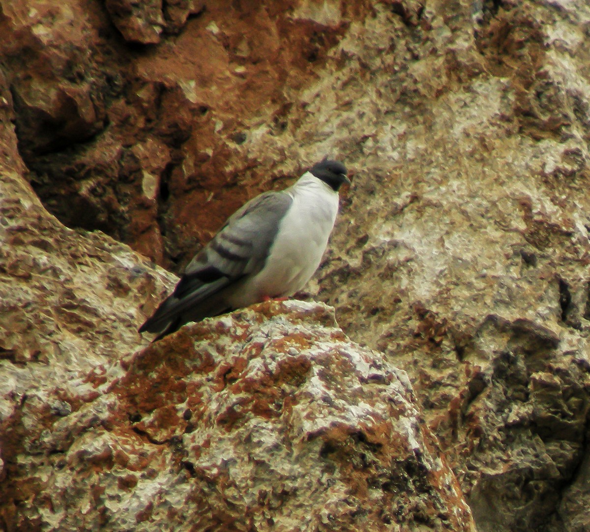 Schneetaube - ML647413559