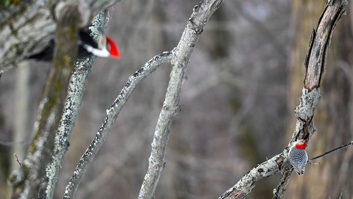 Гіла каролінська - ML647413560