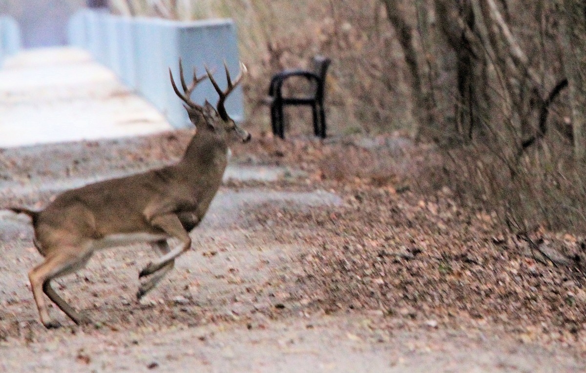 Animaux - ML647413564