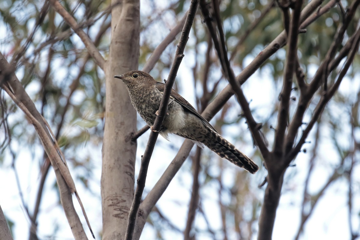 Fan-tailed Cuckoo - ML647413567