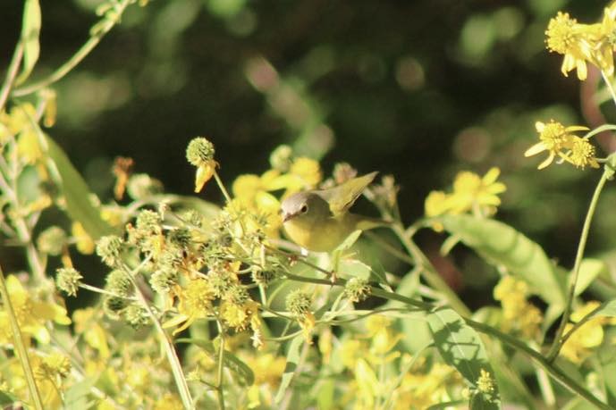 Nashville Warbler - ML647413568