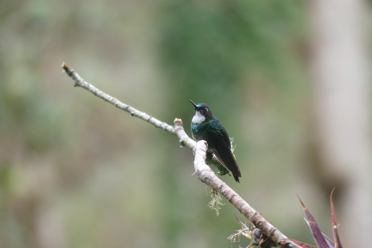 Tourmaline Sunangel - ML647413572