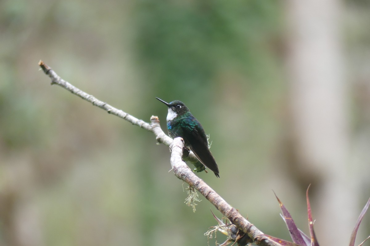 Tourmaline Sunangel - ML647413573