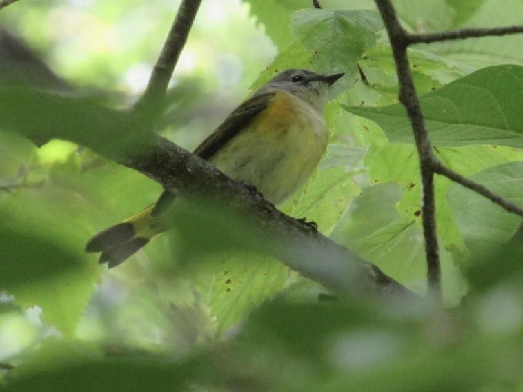 American Redstart - ML647413574