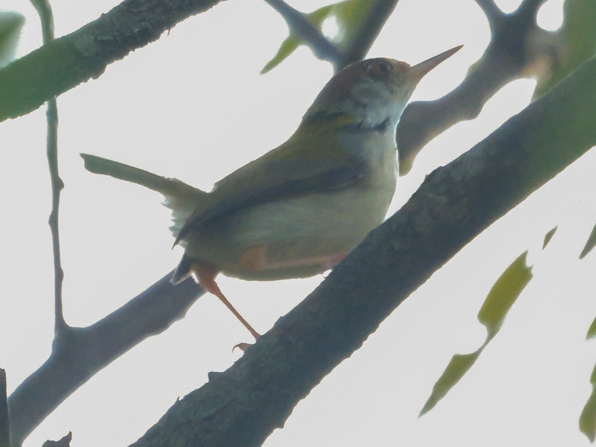 Common Tailorbird - ML647413575