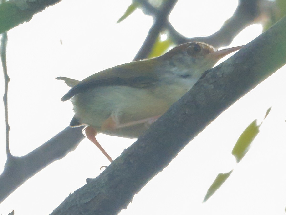 Common Tailorbird - ML647413576