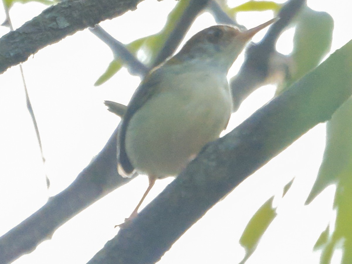Common Tailorbird - ML647413577