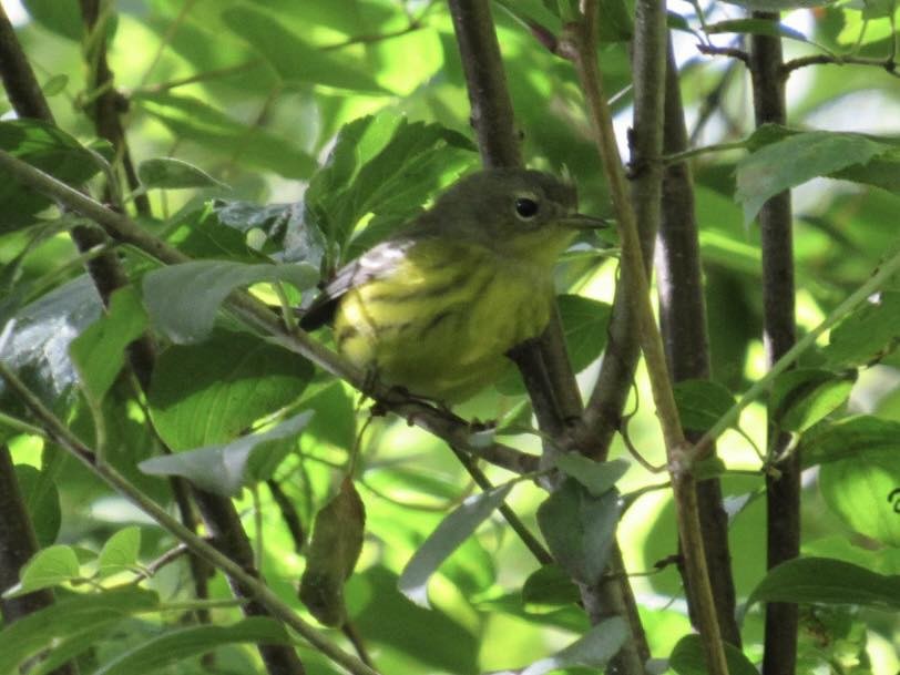 Magnolia Warbler - ML647413579