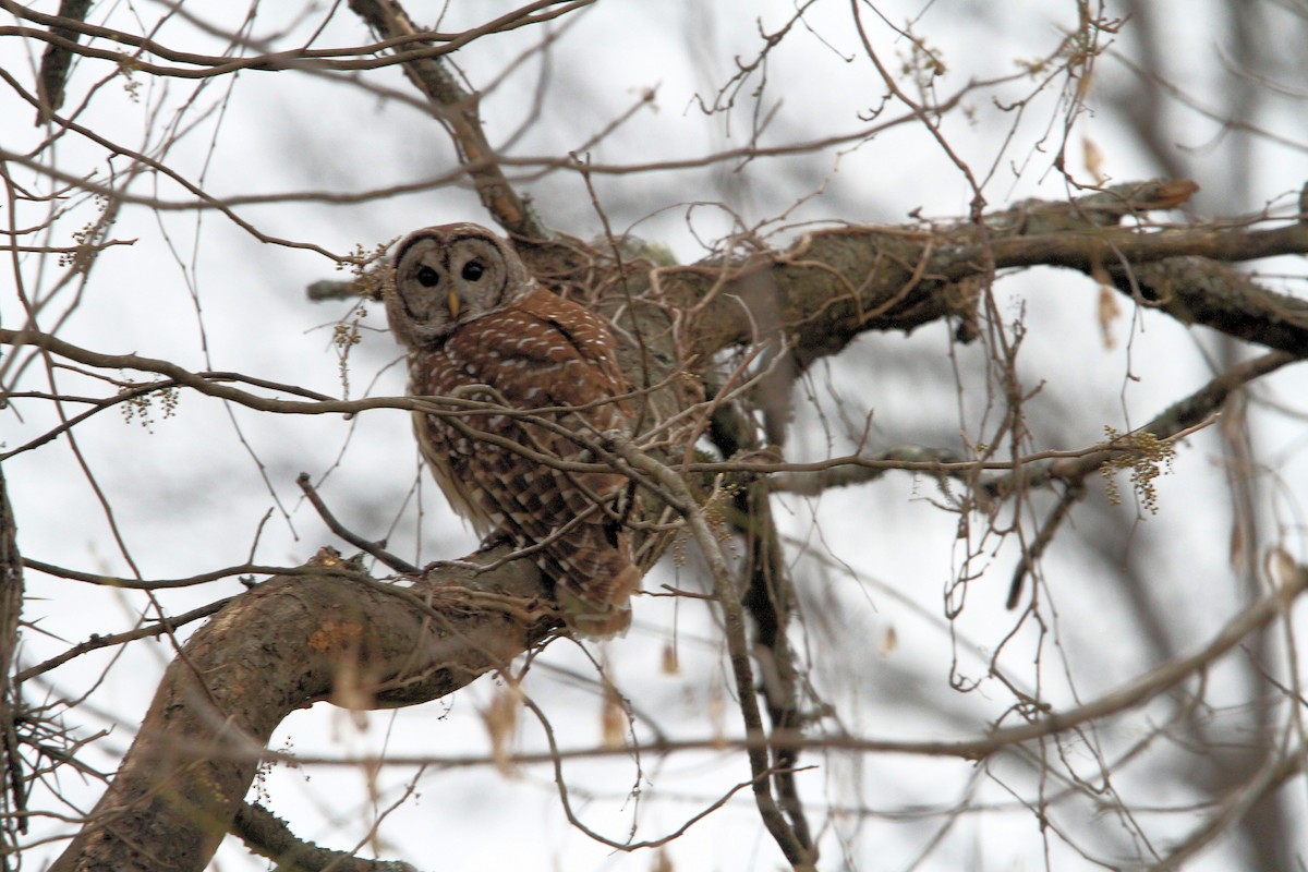 Chouette rayée - ML647413587