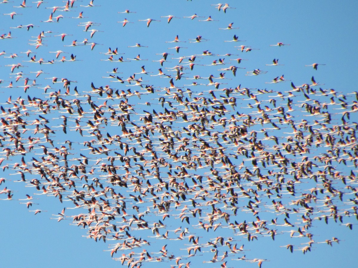 Flamant rose - ML647413604