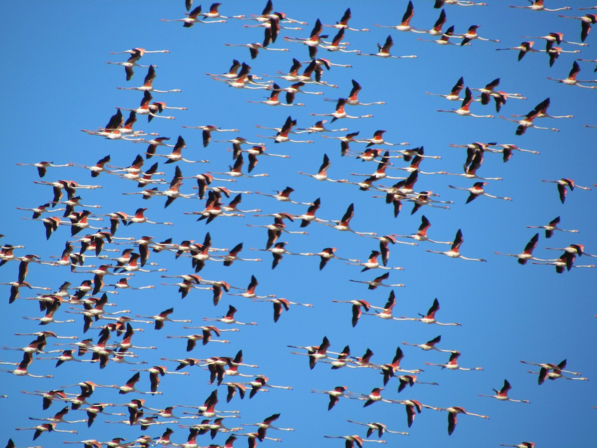 Flamant rose - ML647413607