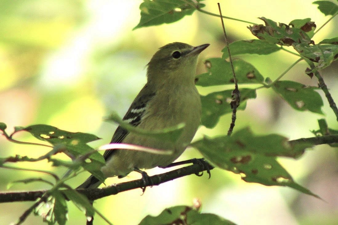 Bay-breasted Warbler - ML647413608