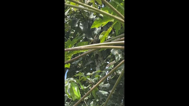 Olivaceous Piculet - ML647413611