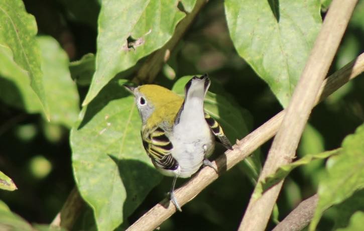 lesňáček rezavoboký - ML647413615