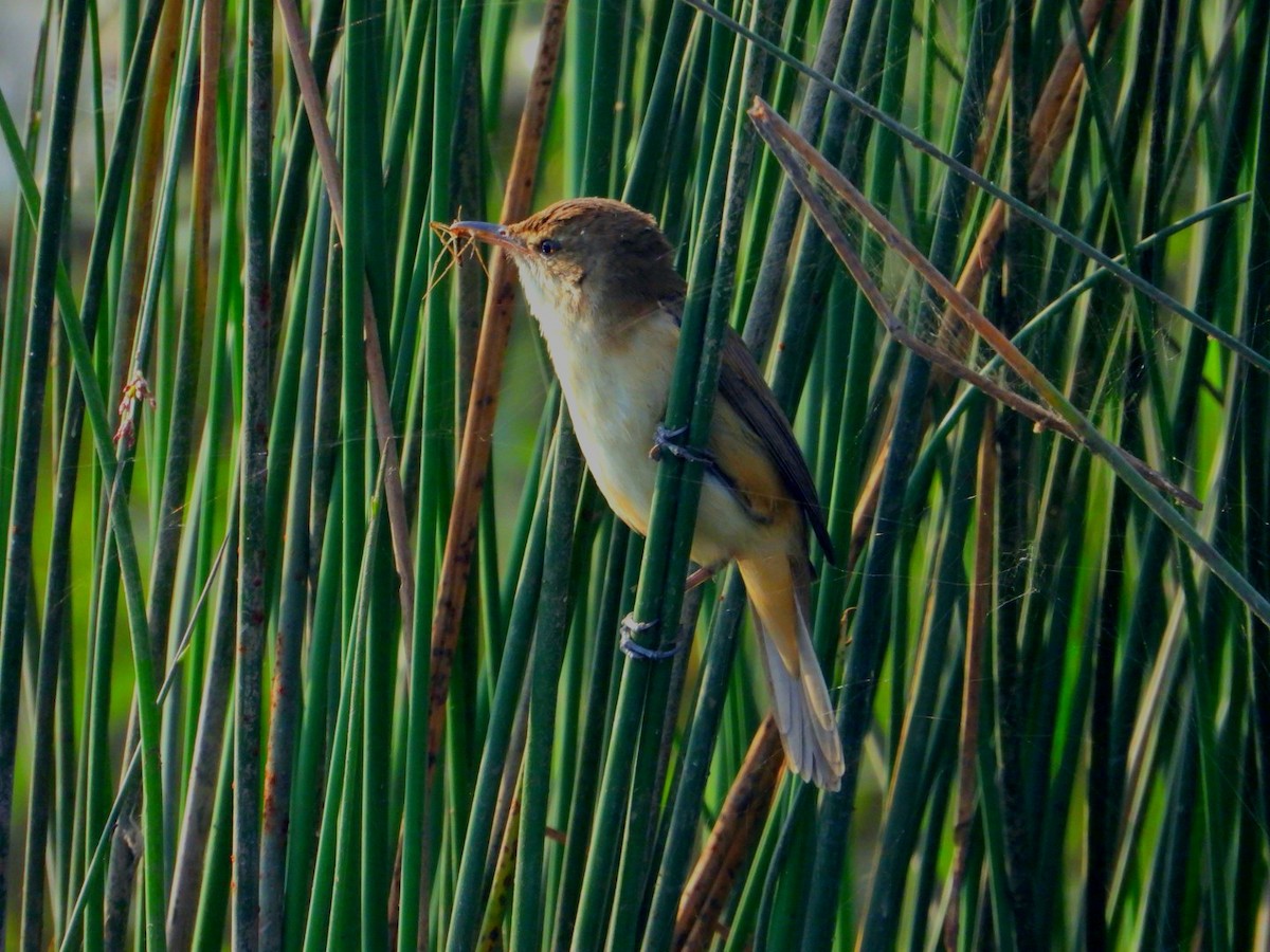 Clamorous Reed Warbler - ML647413623
