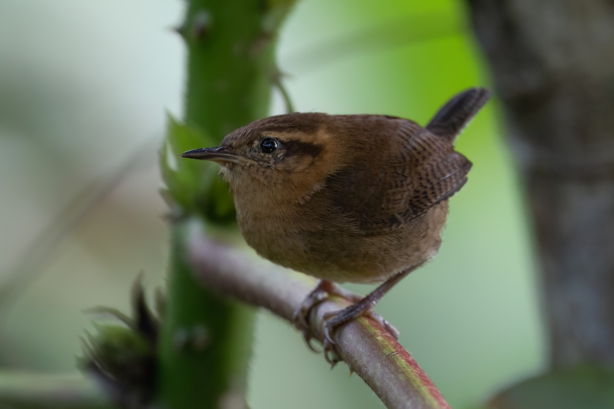 Troglodyte montagnard - ML647413630