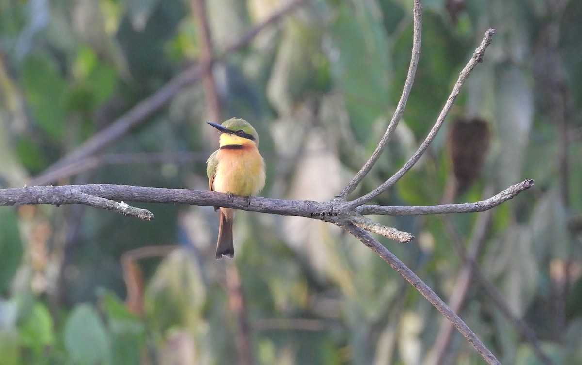 Little Bee-eater - ML647413672