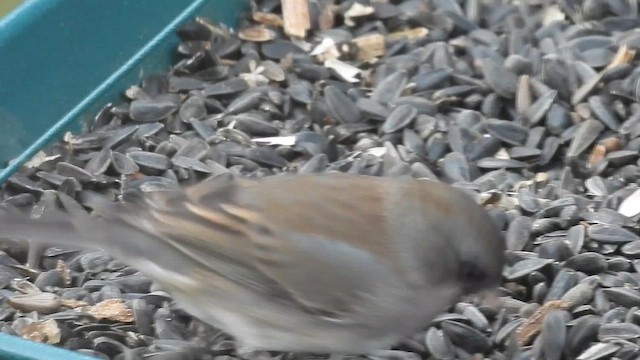 Dark-eyed Junco - ML647413674