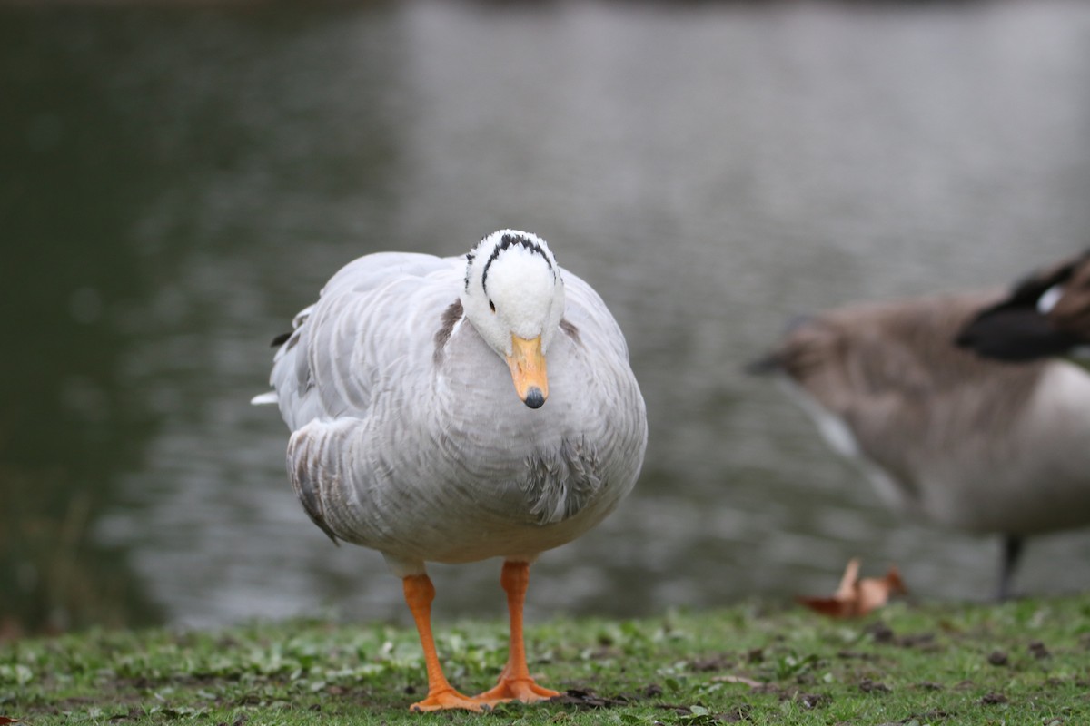 Bar-headed Goose - ML647413686