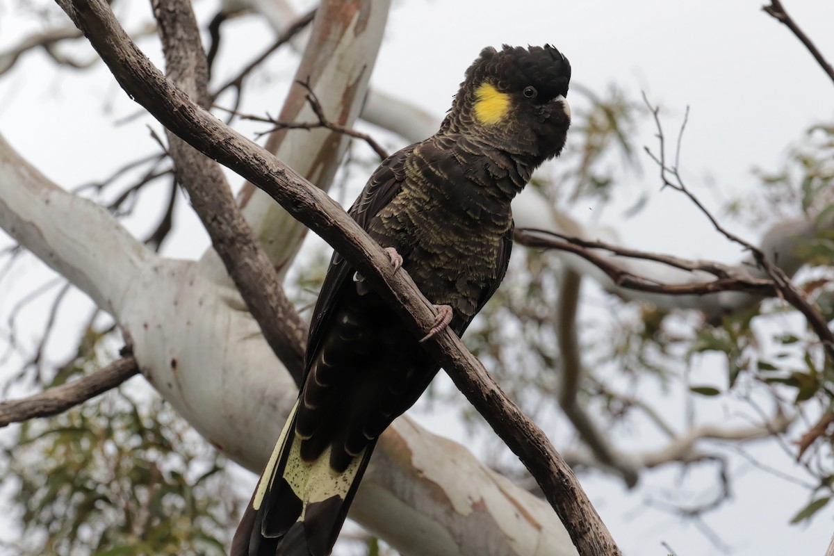 Yellow-tailed Black-Cockatoo - ML647413690