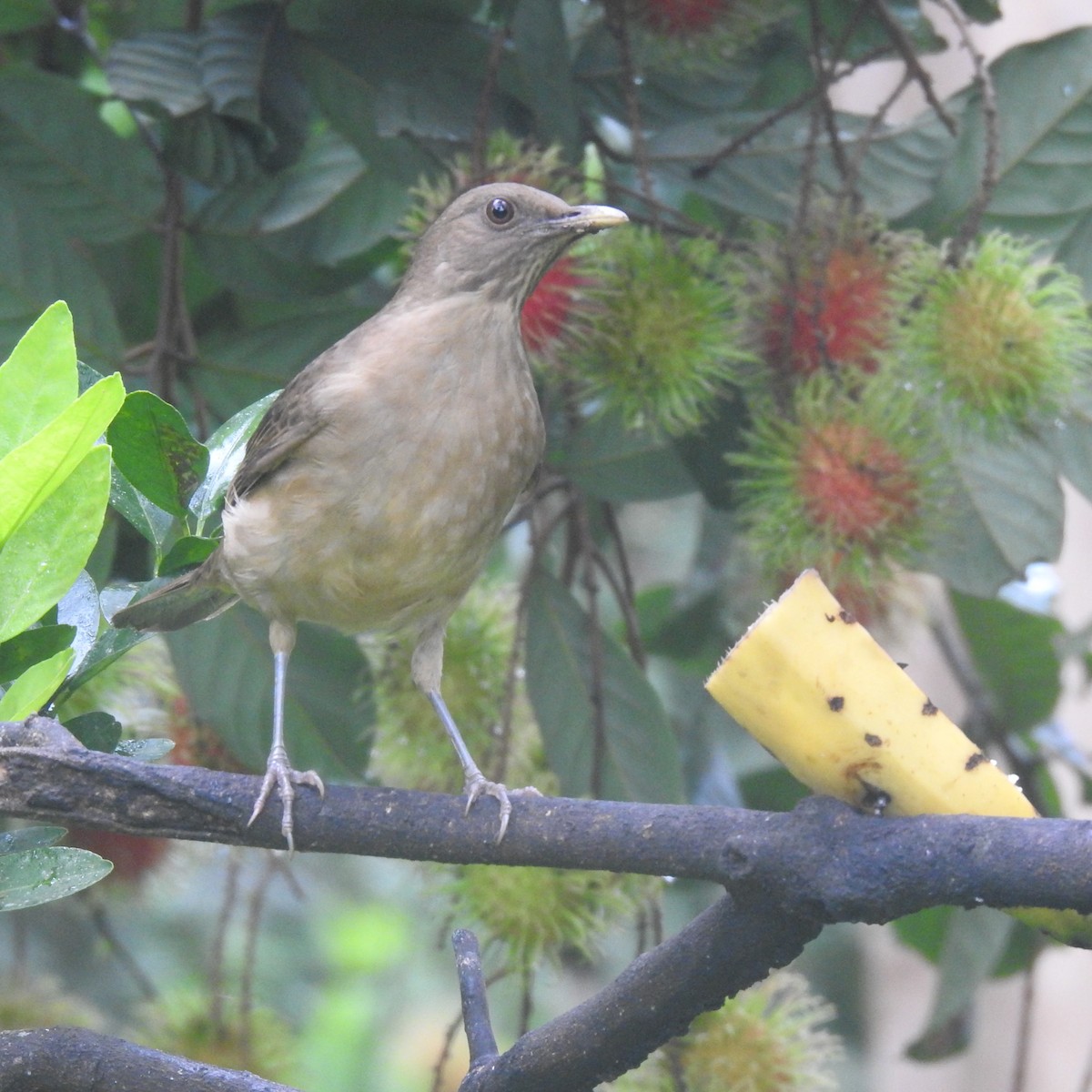 Merle fauve - ML647413725