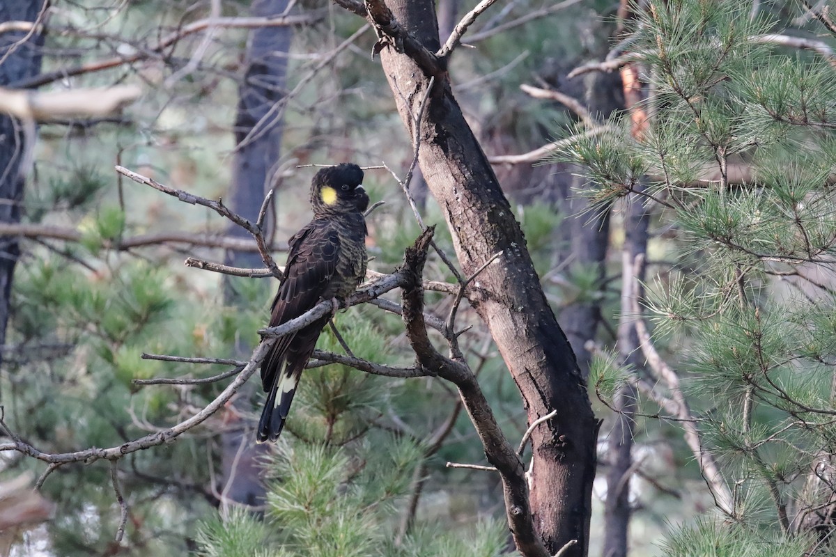 Yellow-tailed Black-Cockatoo - ML647413741