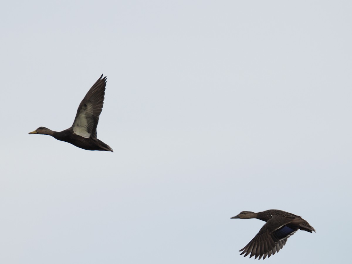 Ahate iluna - ML647413751