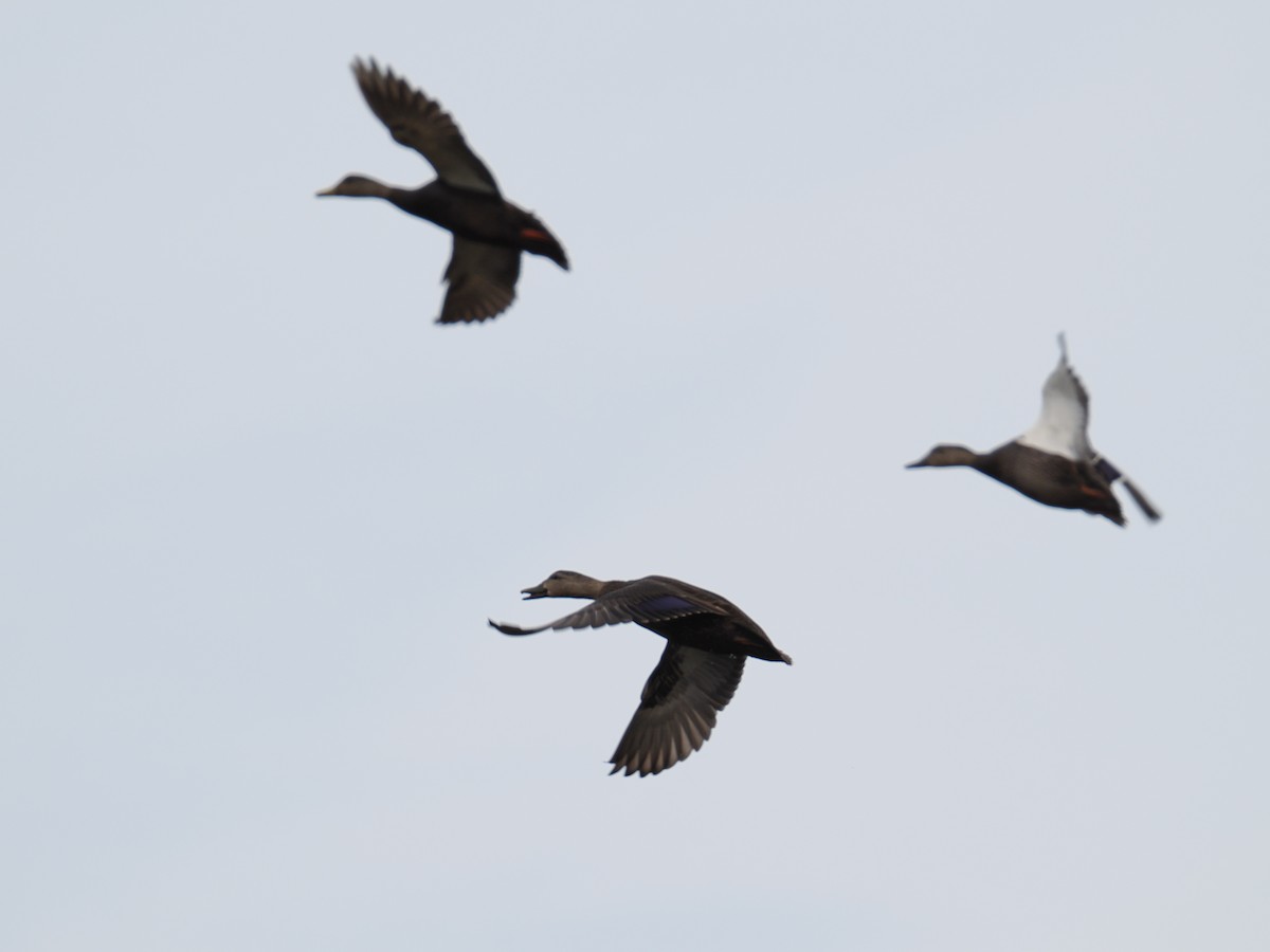 Ahate iluna - ML647413752