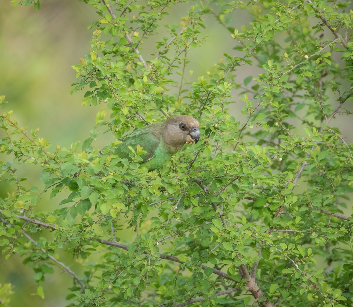 Lorito Cabecipardo - ML647413753