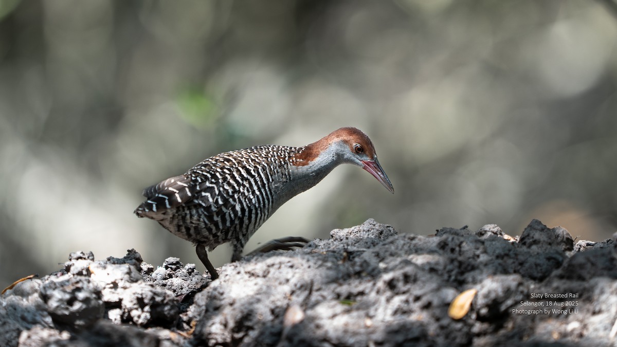 Slaty-breasted Rail - ML647413755