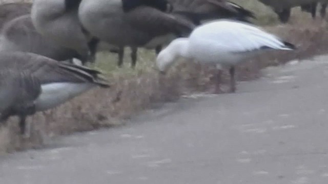 Snow Goose - ML647413766